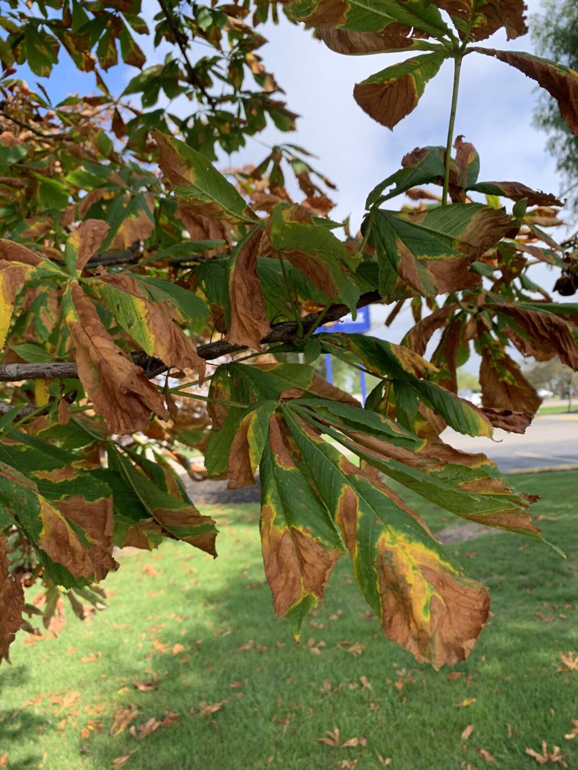 Guignardia Leaf Blotch