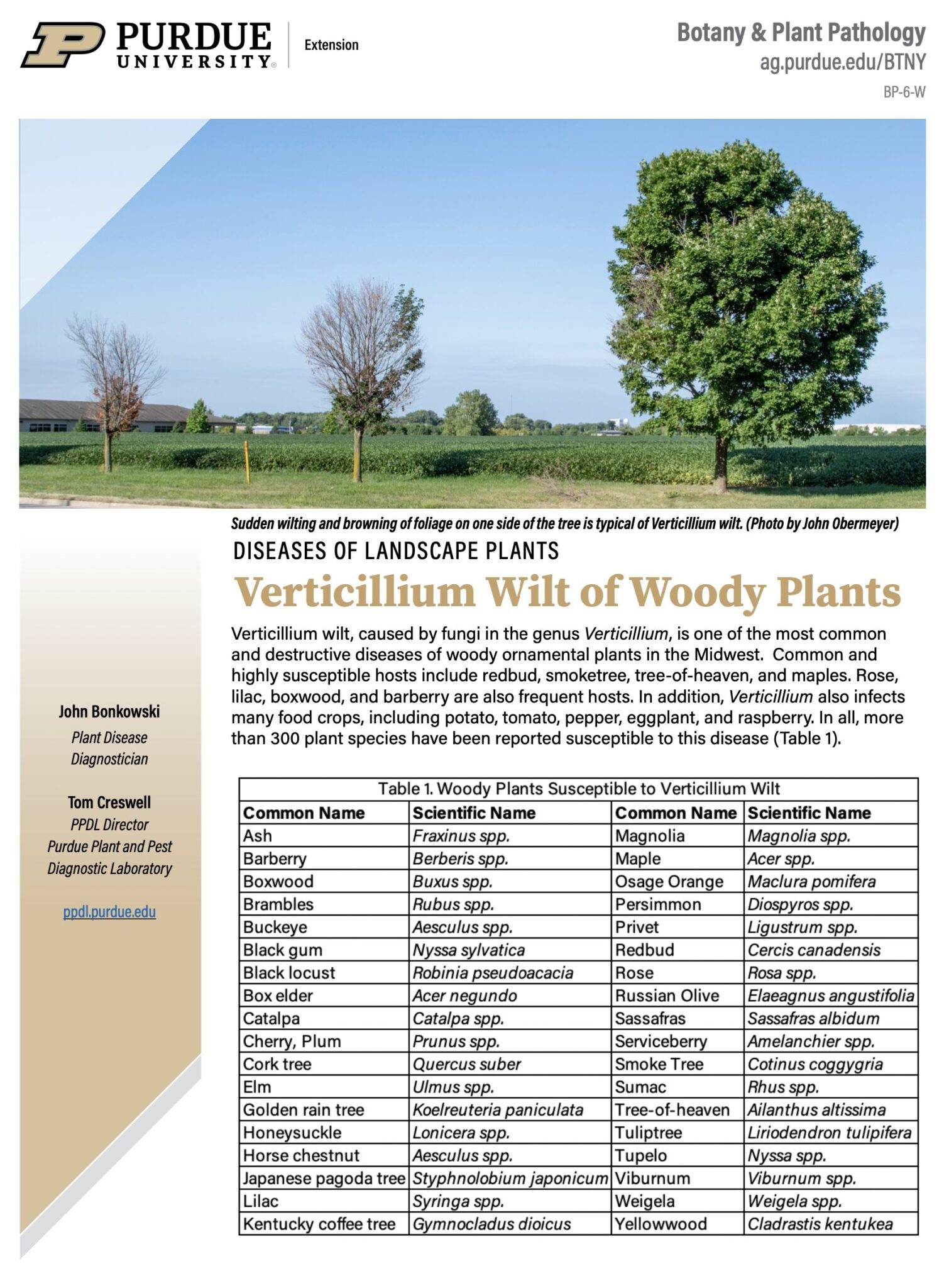 BP 6 W Verticillium Wilt Of Woody Plants