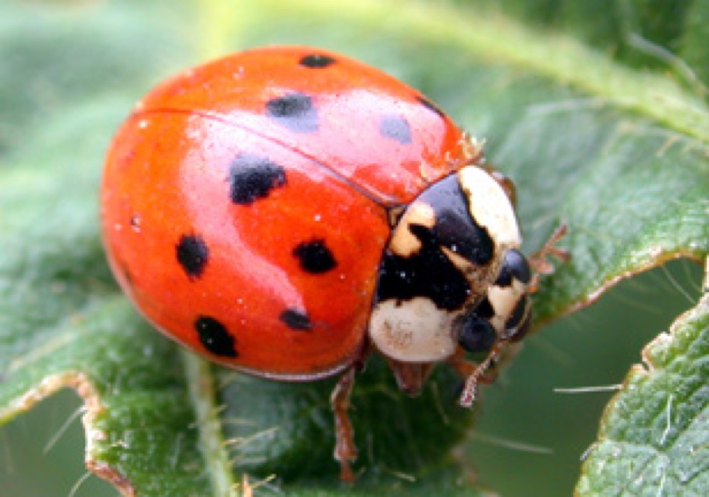 Asian lady beetle