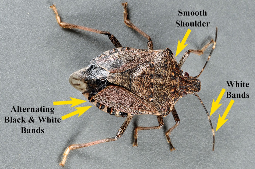 Brown Marmorated Stink Bug 9200