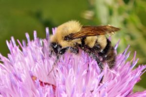 Protecting pollinators in home lawns and landscapes