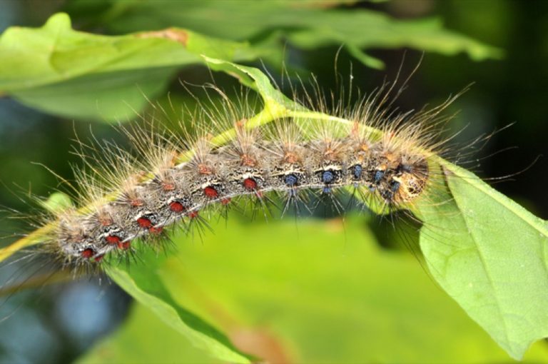 Gypsy Moth in Indiana - Purdue Landscape Report