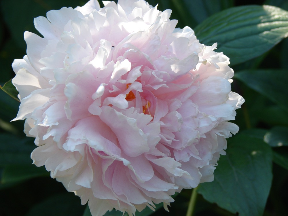 peony-state-flower-of-indiana