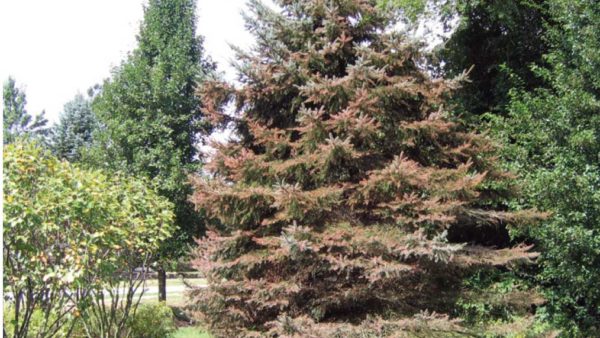 Ask Mr Burger – My Colorado Blue Spruce tree is all brown in the middleand  losing its needles; what is the problem?