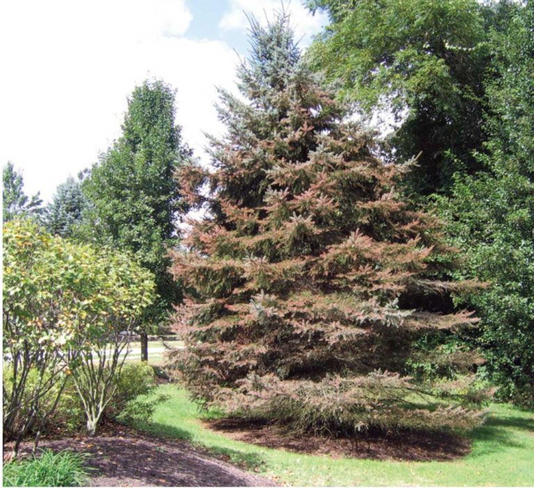 Blue Spruce Update Purdue Landscape Report