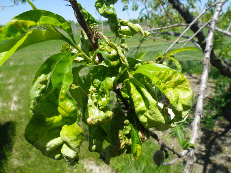 Taphrina Leaf Curl On Ornamental Flowering Peaches And Nectarines