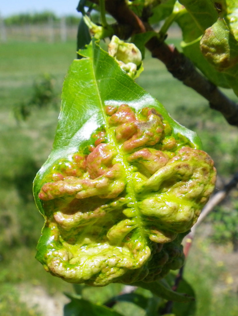 Taphrina Leaf Curl on Ornamental Flowering Peaches and Nectarines