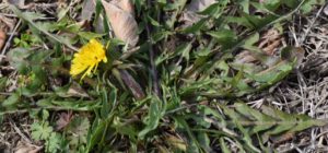 flower and leaves