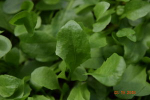 dandelion seedling