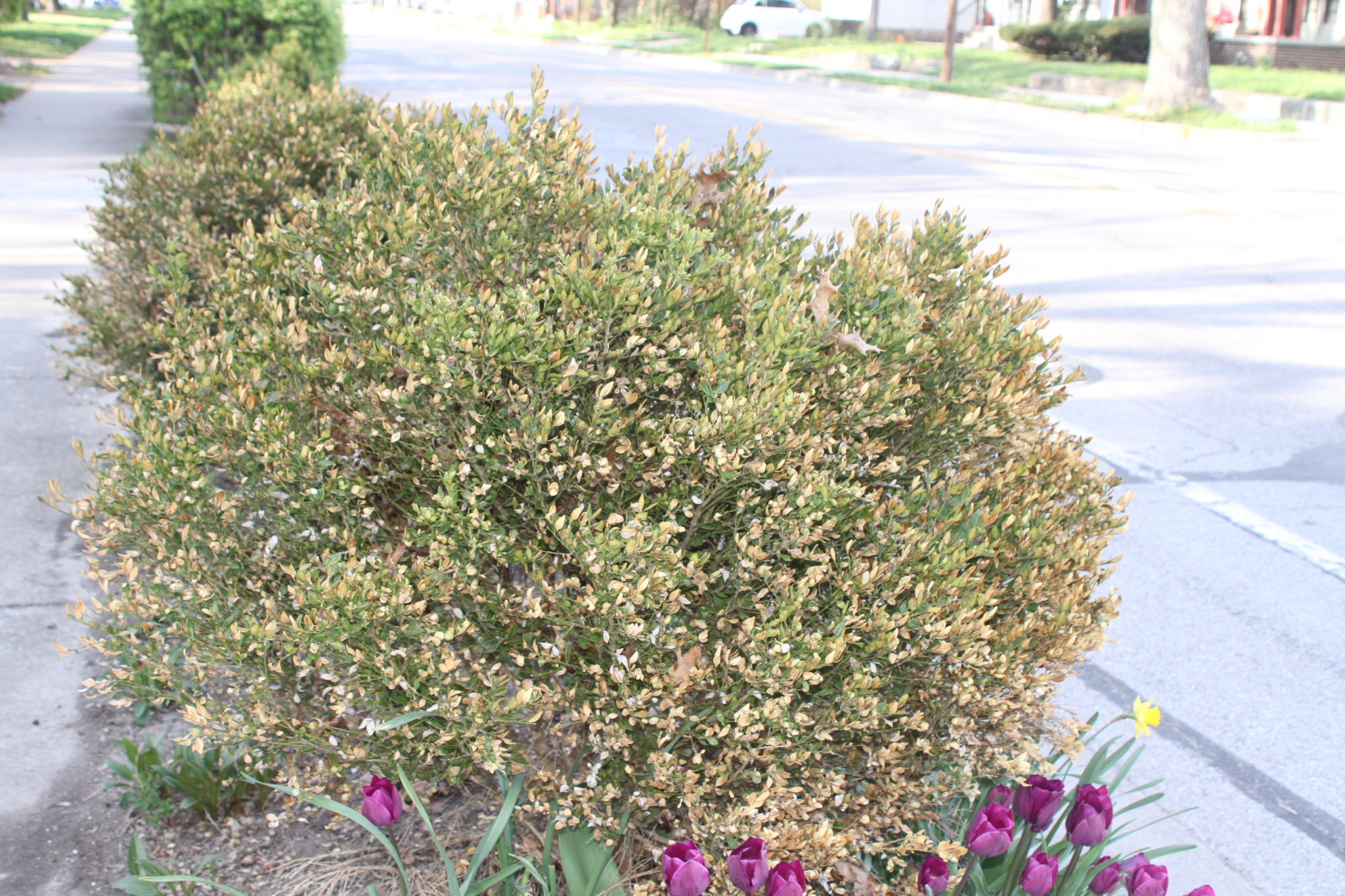 don-t-be-bewildered-by-brown-boxwood-leaves-purdue-landscape-report