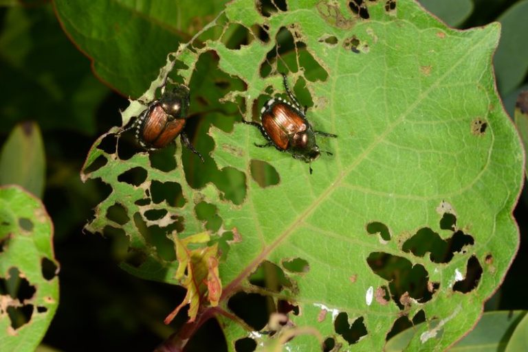 Japanese Beetles on the Horizon