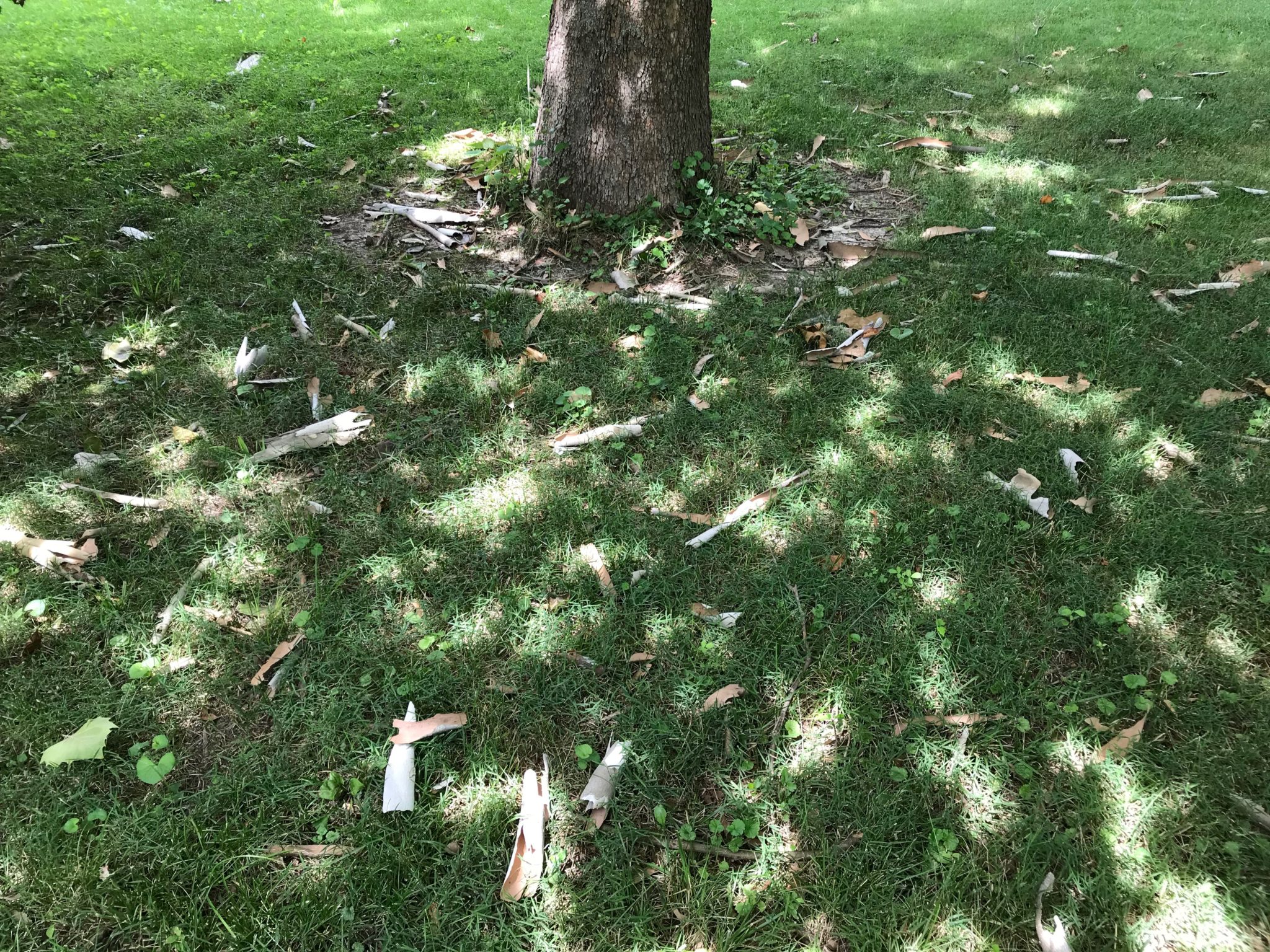 Peeling Sycamore Tree Bark Is Normal Purdue Landscape Report