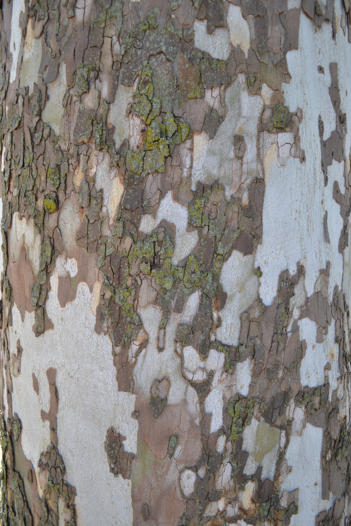 Peeling Sycamore Tree Bark Is Normal Purdue Landscape Report