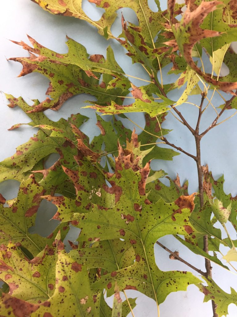 Tubakia Leaf Spot on Oak—A Yearly Event - Purdue Landscape Report