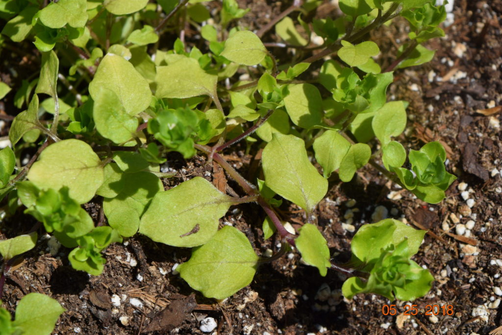 Spotlight On Weeds: Common Chickweed