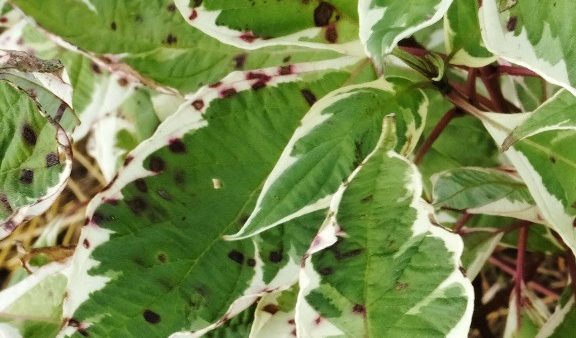 Septoria Leaf Spot On Dogwood Purdue Landscape Report