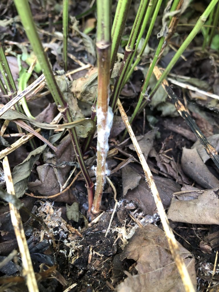 white-mold-purdue-landscape-report