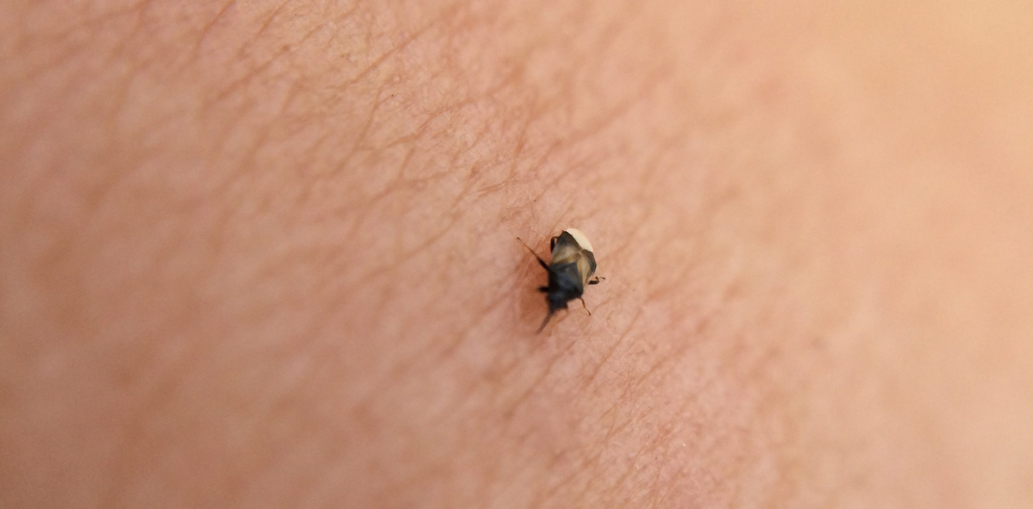 Little Black Bugs That Bite Identification, Habitat, And Behavior Pest