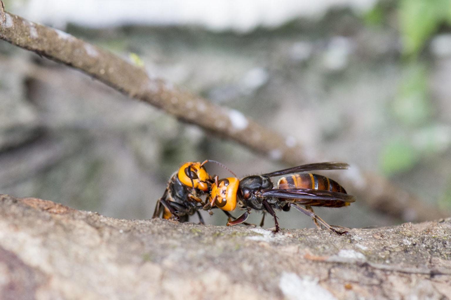 “murder” Hornets Should You Panic Probably Not Here’s Why Purdue