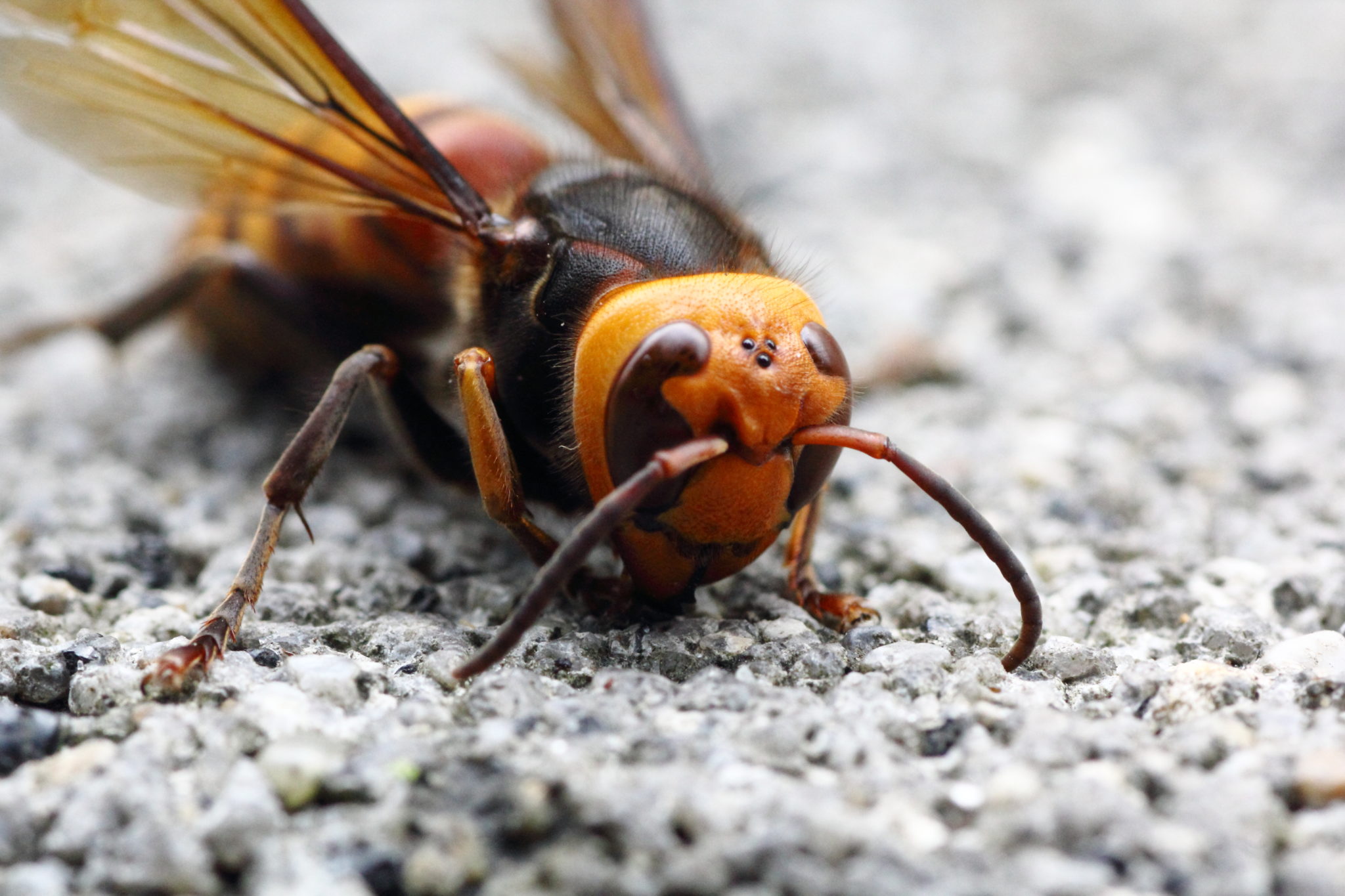 Murder Hornets Should You Panic Probably Not Here S Why Purdue Landscape Report