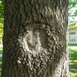 Complete wound closure improves tree health and slows decay.