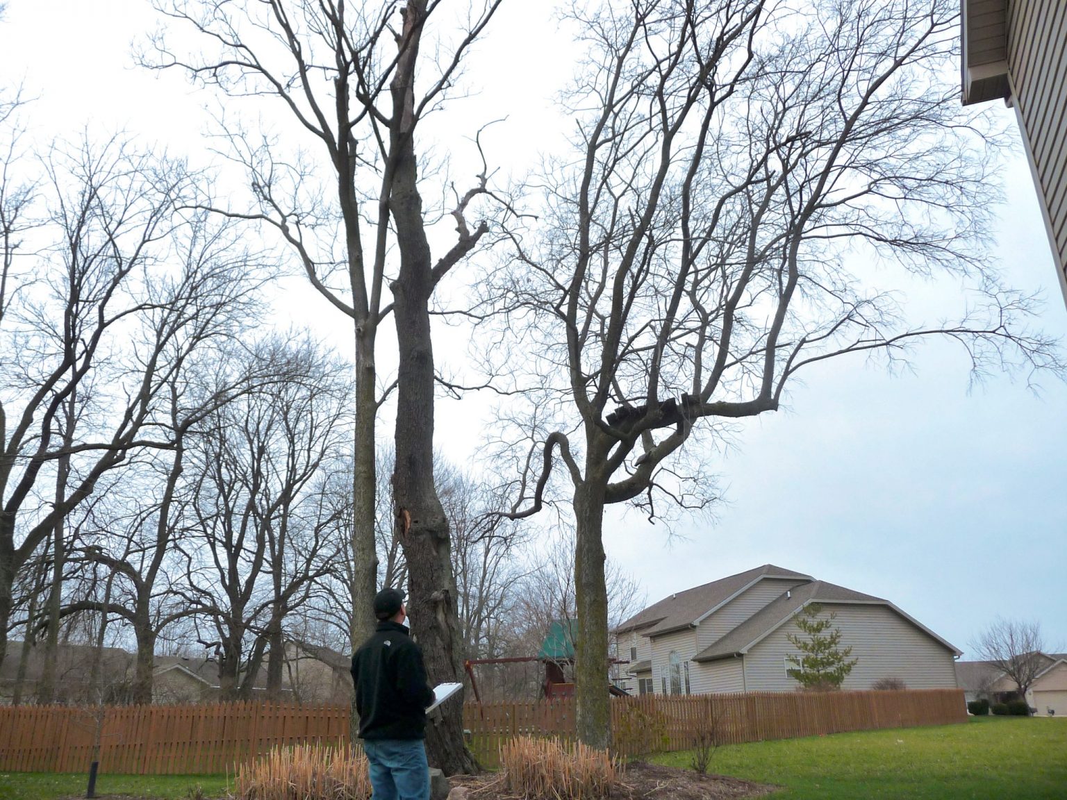 The Tree Next Door