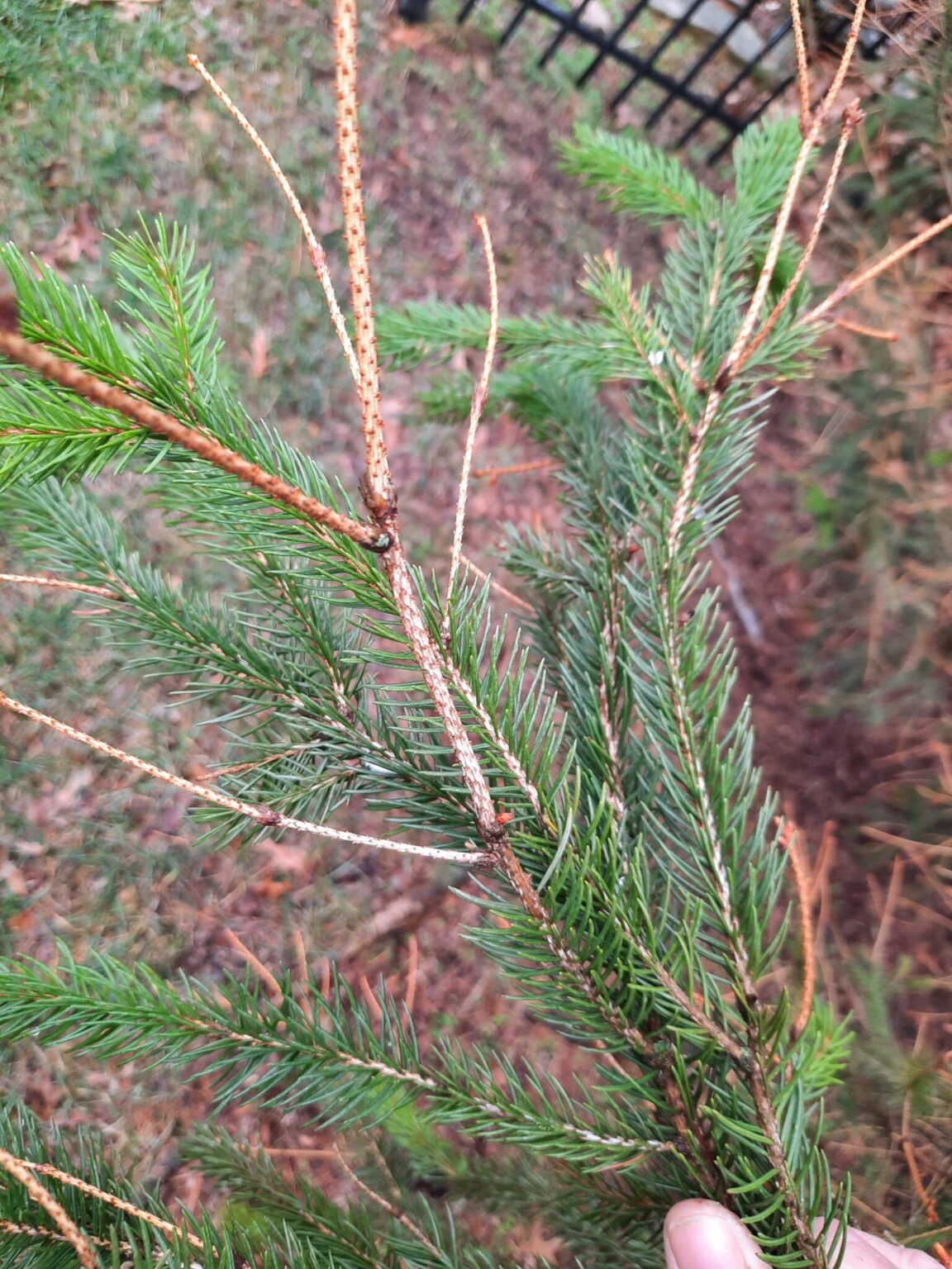 Phomopsis Dieback of Spruce