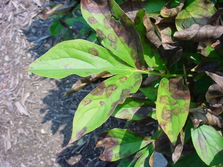 why-are-my-peony-buds-turning-black-at-dale-oswald-blog