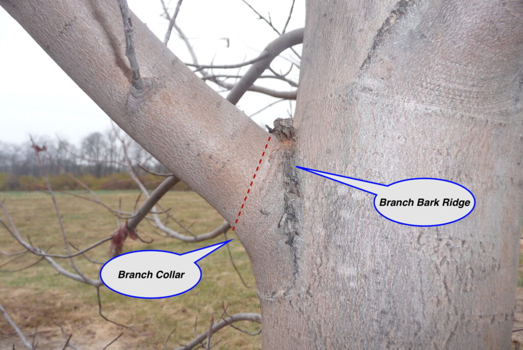 Branch component identification for better pruning cuts