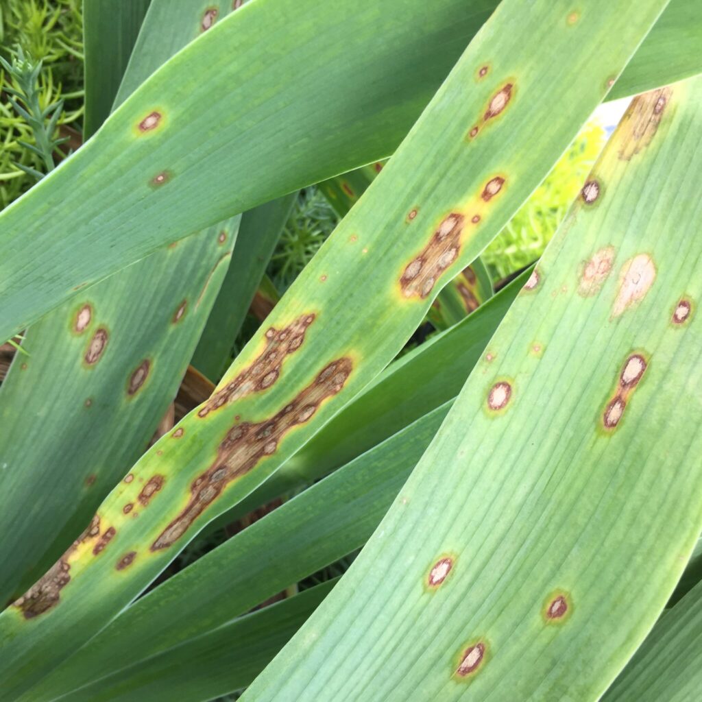 ncsu-pdic-bacterial-leaf-spot-on-english-ivy