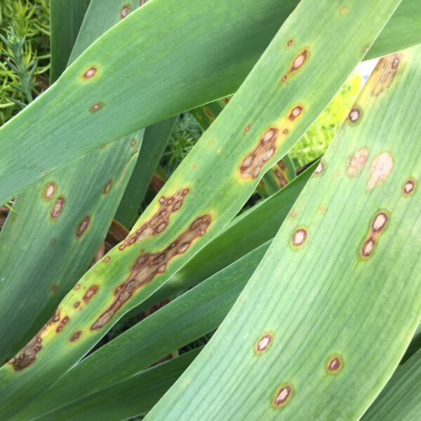 Iris Leaf Spot