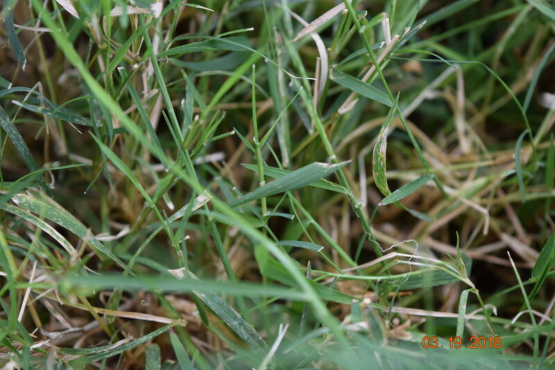 Spotlight On Weeds Common Bermudagrass Purdue Landscape Report 3972