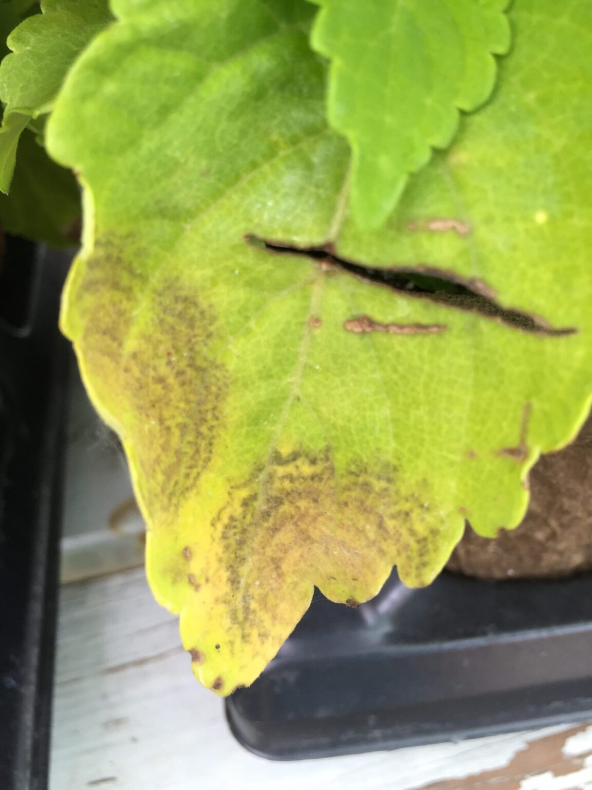 Coleus Downy Mildew