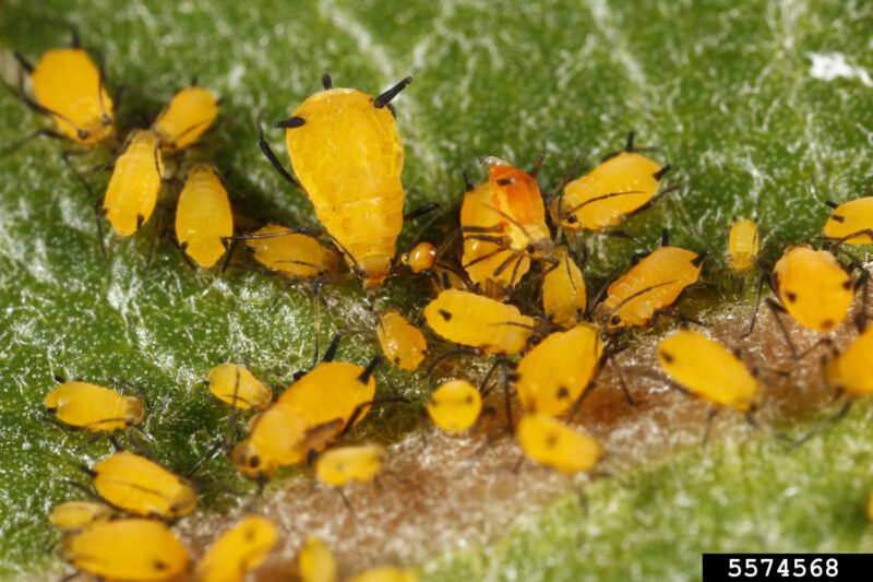 Milkweed aphids are out in force this year! Should you try to manage them?