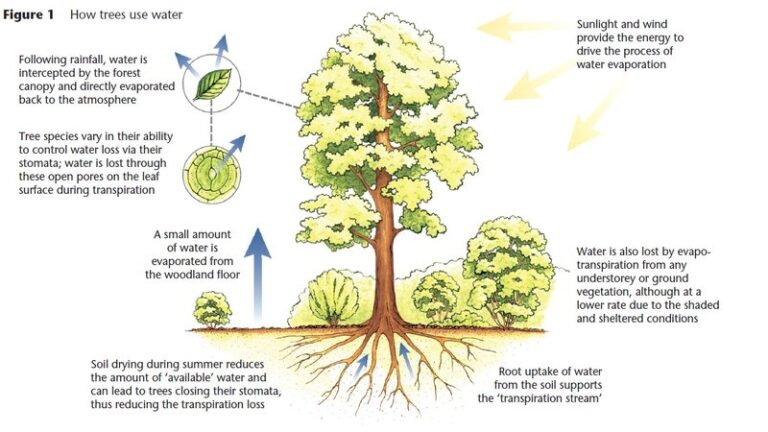 Do Trees Need Water In Minecraft