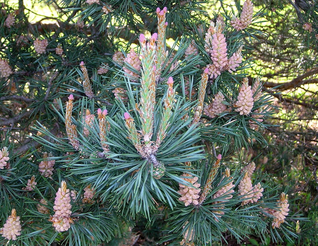 Conifer cone production - Purdue Landscape Report