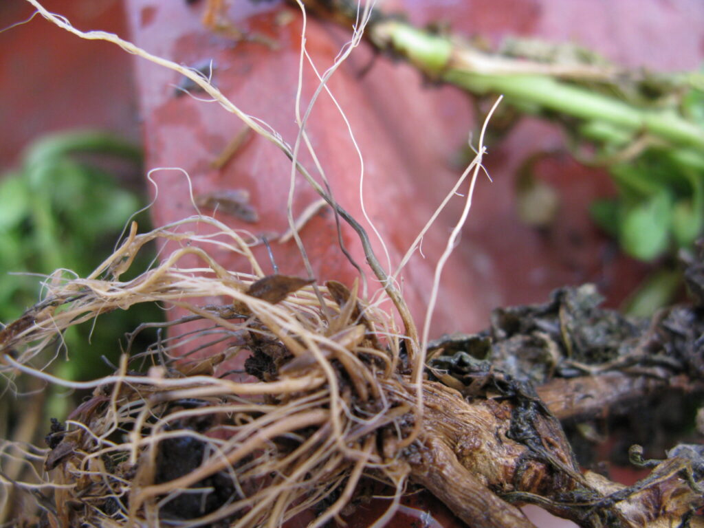 Black Root Rot