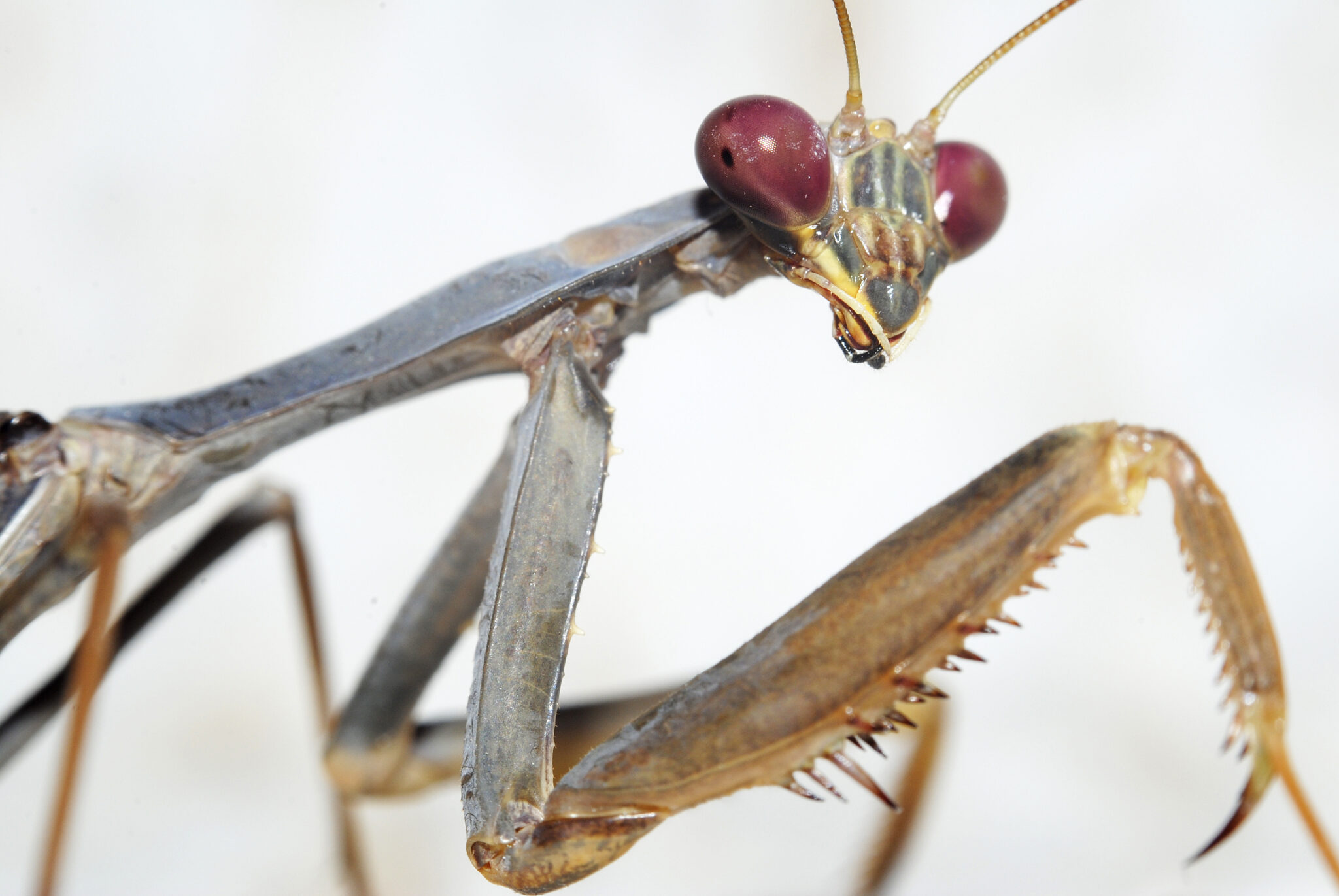 5 Bugs that Might Hitchhike on Holiday Decorations: 3 harmless and 2 to ...