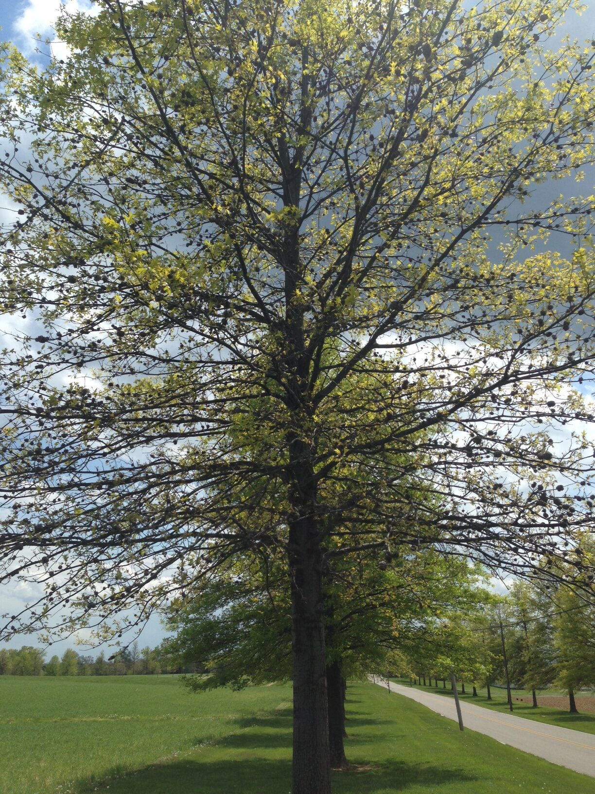 Horned Oak Galls Can Make a Mess out of Pin and Related Oaks - Purdue ...