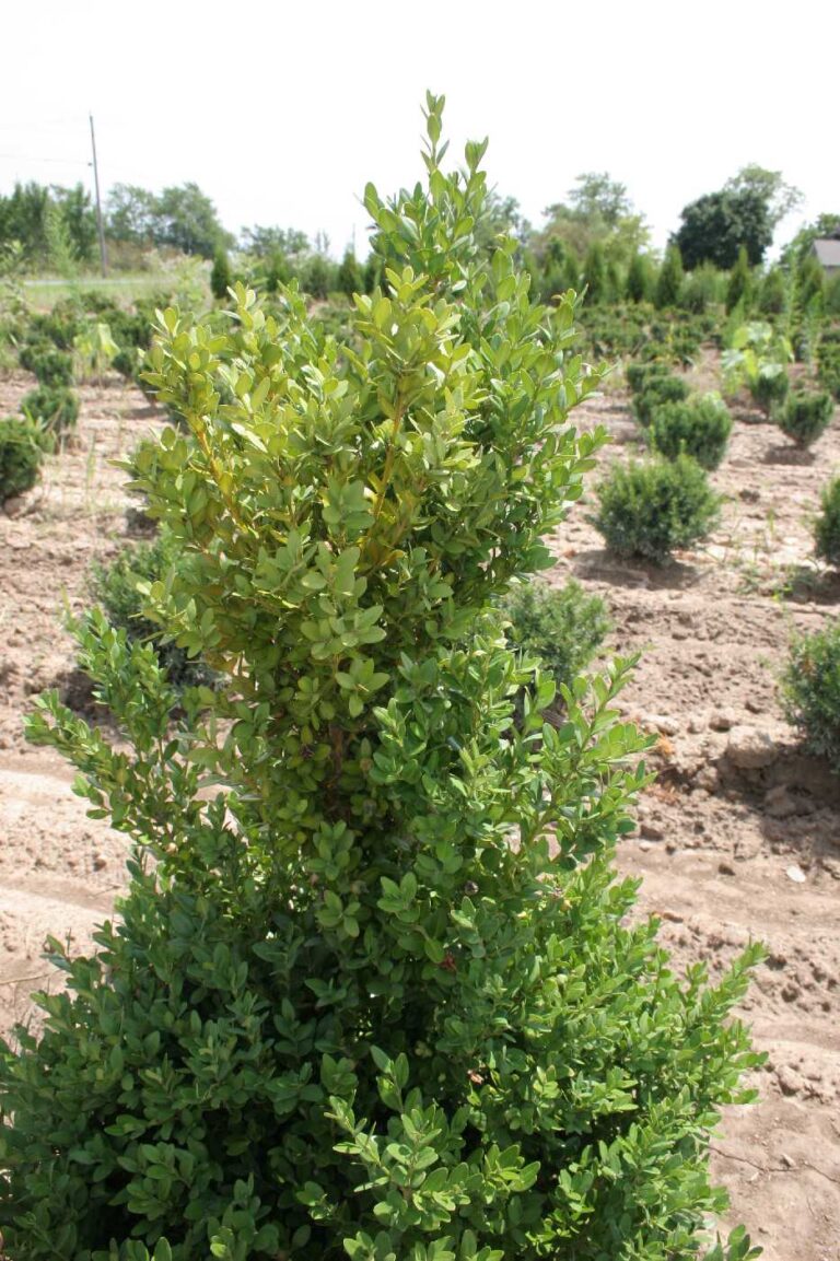 Volutella Blight and Dieback of Boxwood - Purdue Landscape Report