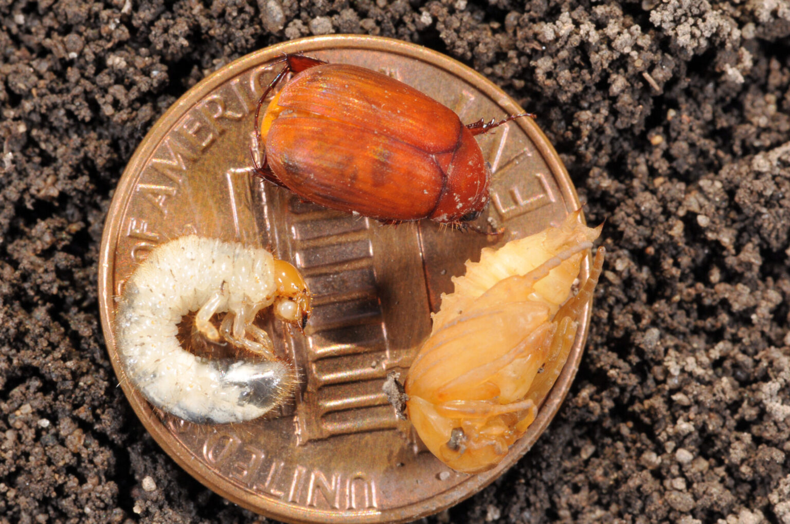 How To Get Rid Of Asiatic Garden Beetle