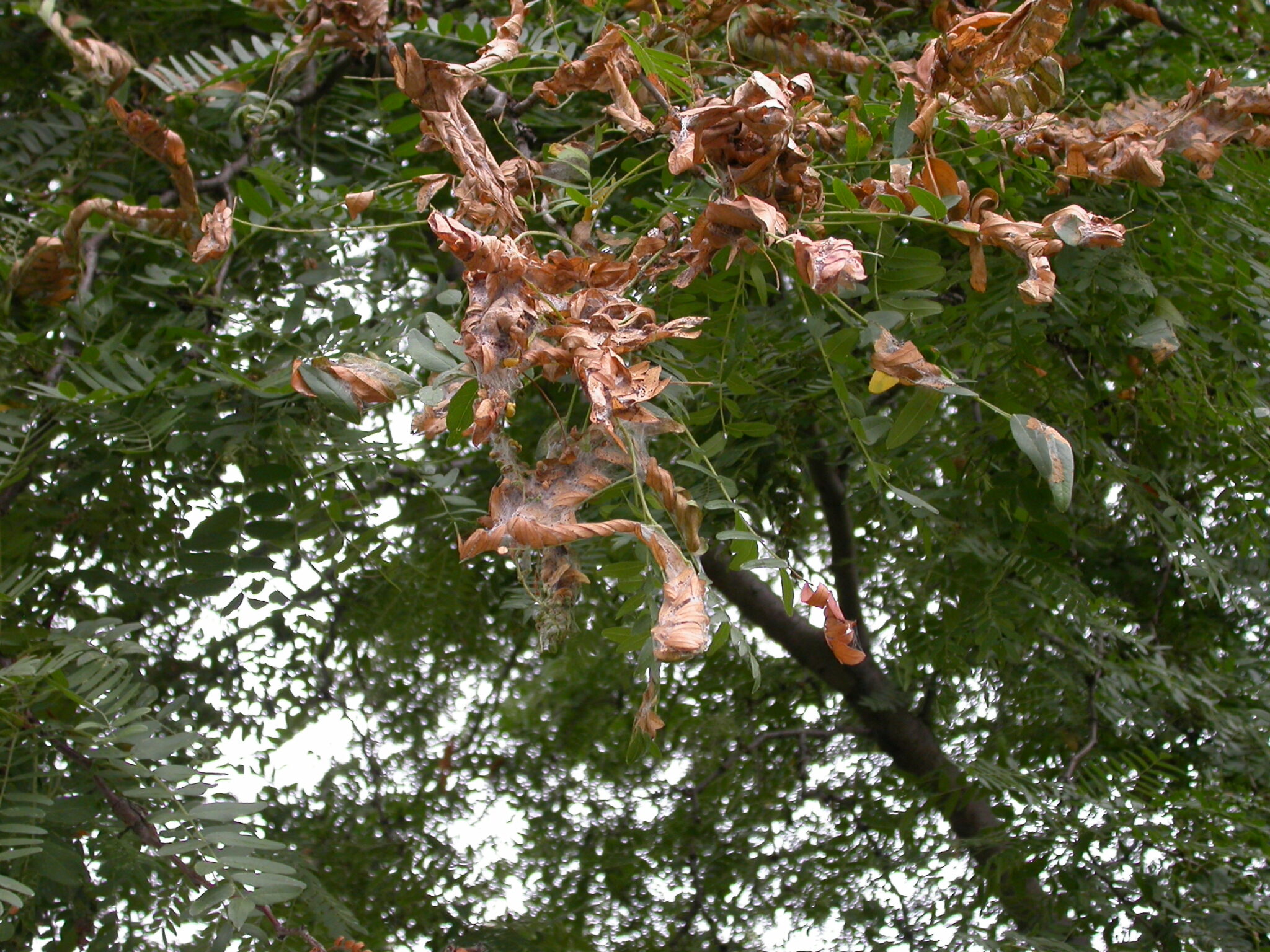 Keep Honeylocust Trees from Becoming a Pest Nightmare