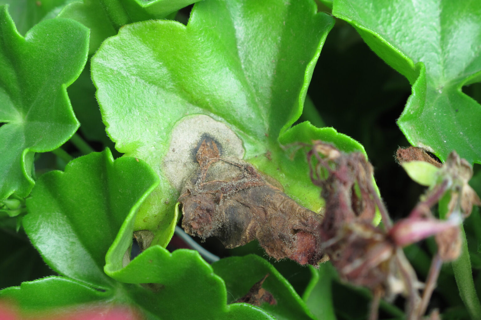 Botrytis Blight - Purdue Landscape Report