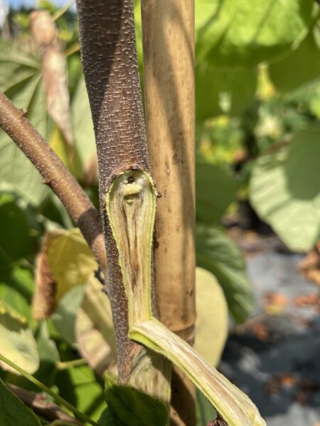 Vascular Streak Dieback Of Redbud: What Plant Pathologists Know So Far