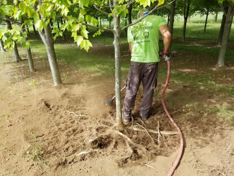 Using Pneumatic Digging Equipment to Correct Root Deformations