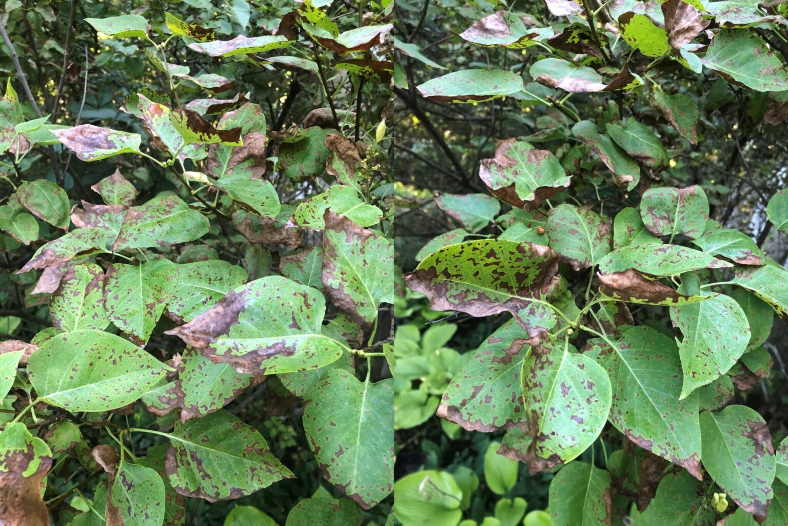 lamentable-lilac-leaf-diseases