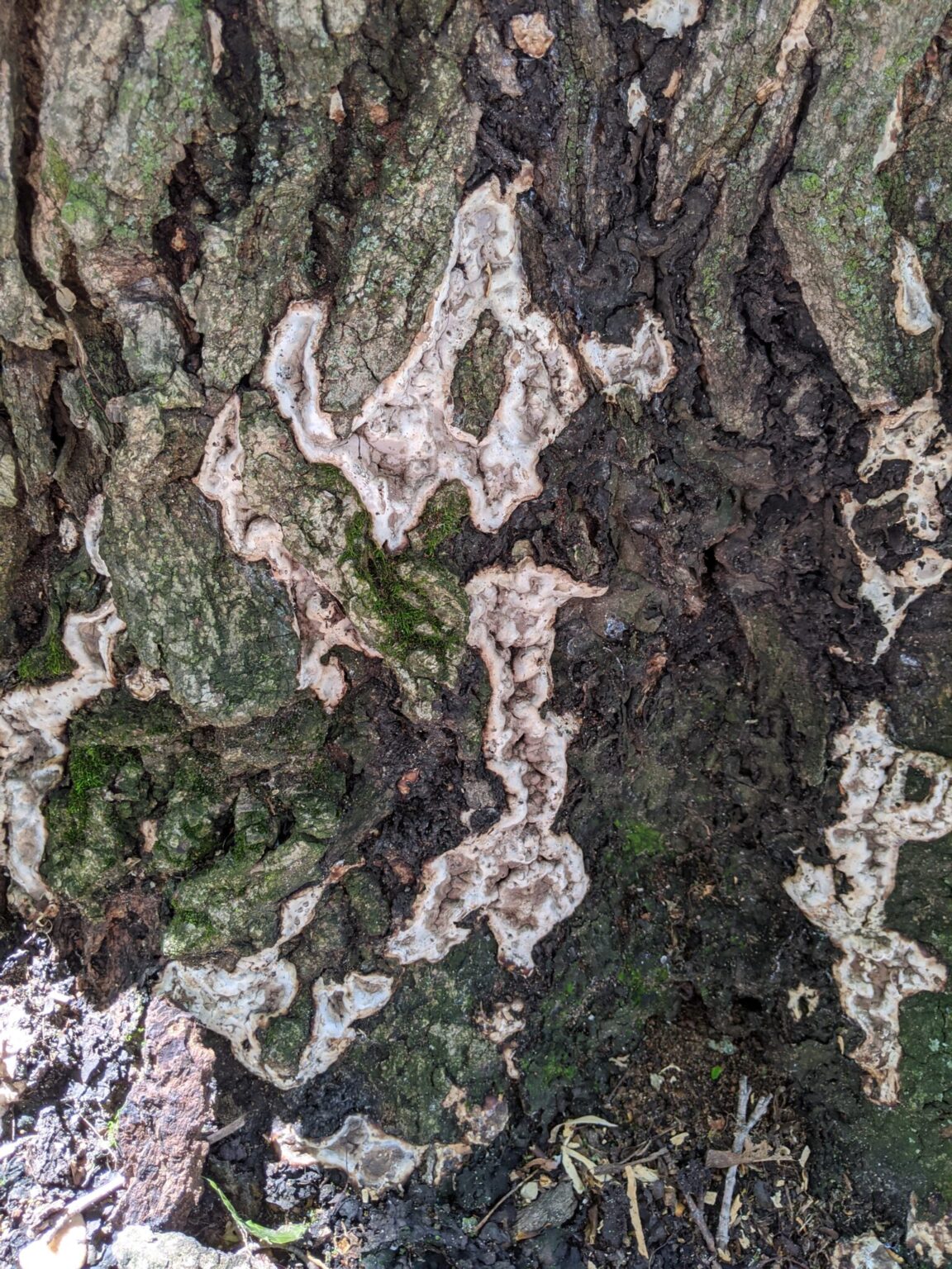 Kretzschmaria Basal Canker: Fast Path to Tree Failure