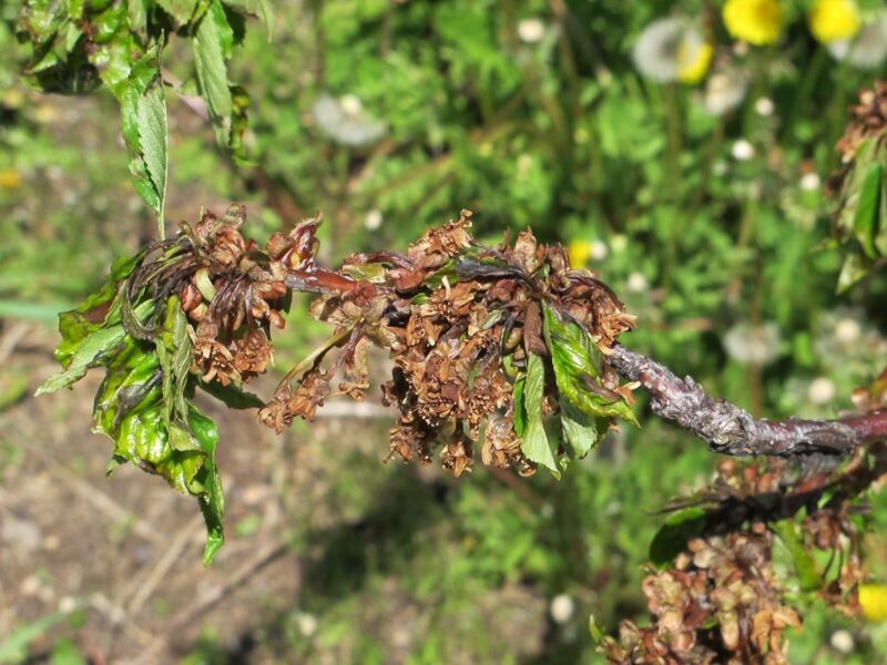 Pseudomonas syringae pv. syringae on lilac and other woody ornamentals.