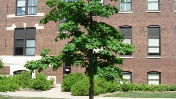 Mulch glue on mulch tree rings : r/landscaping