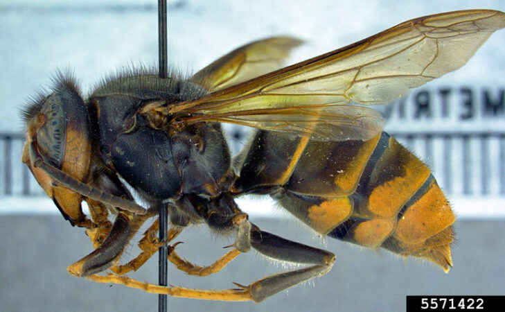 New Invasive Predator Of Honeybees